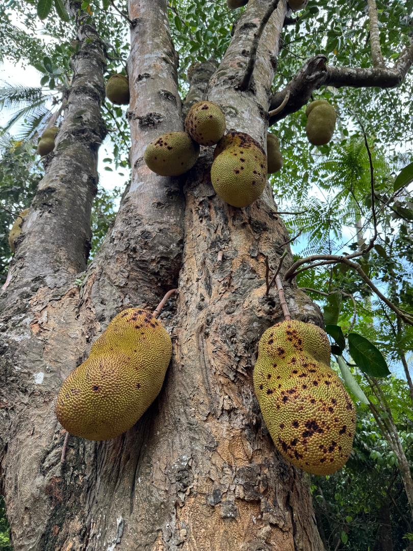 Zanzibar Spice Farm and Swahili Cooking Class