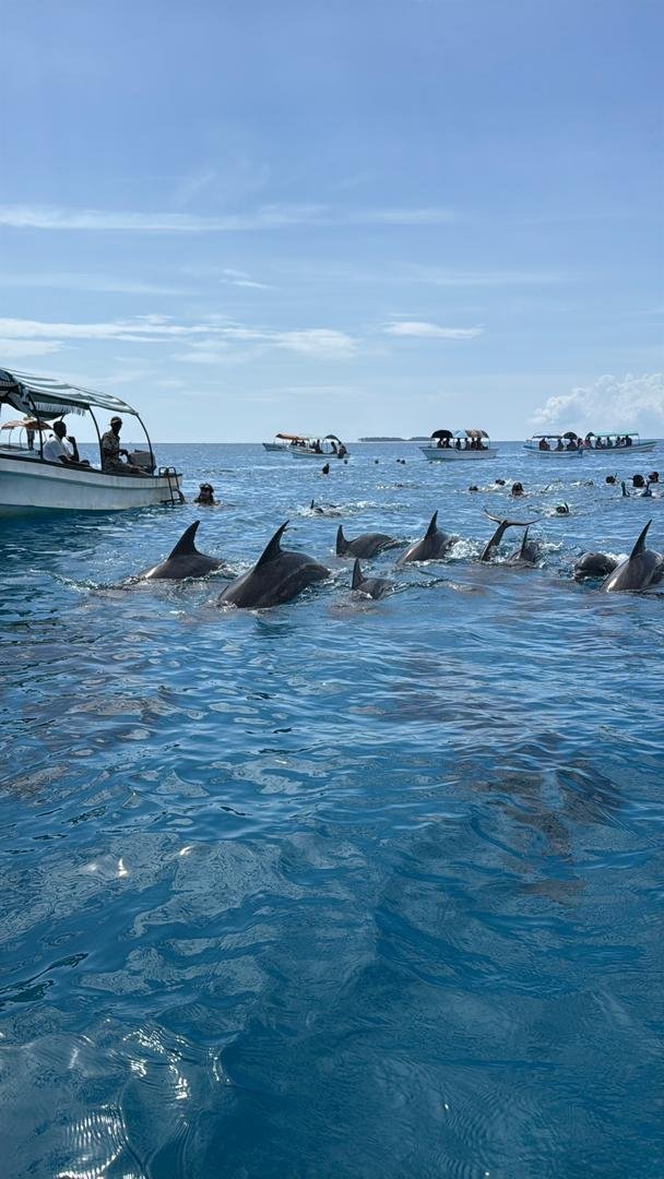 Dolphins in the Indian Ocean during a Zanzibar marine excursion