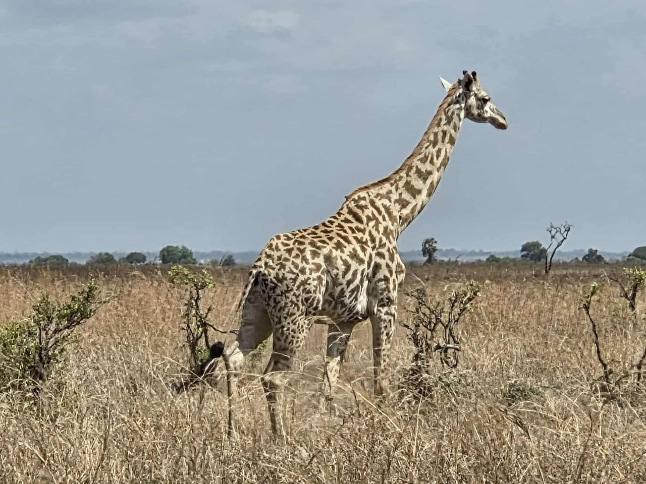 Four-day Tarangire safari from Zanzibar