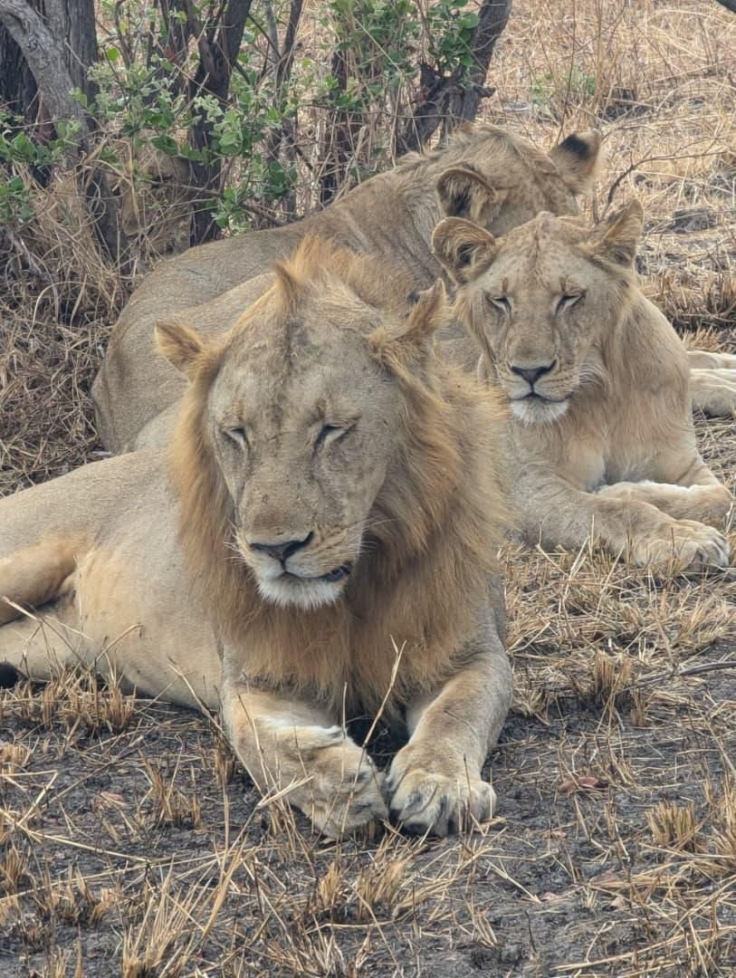 Two-day Nyerere safari from Zanzibar with overnight stay