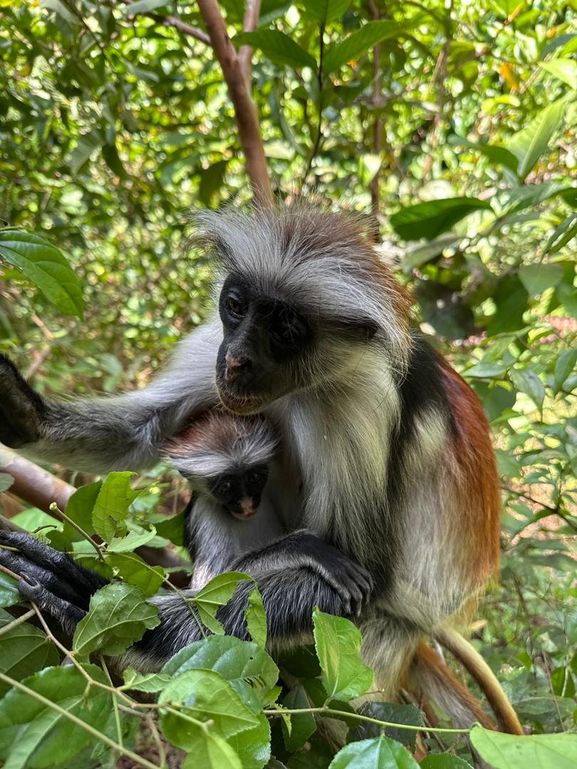 Red colobus monkey in Jozani Forest Zanzibar