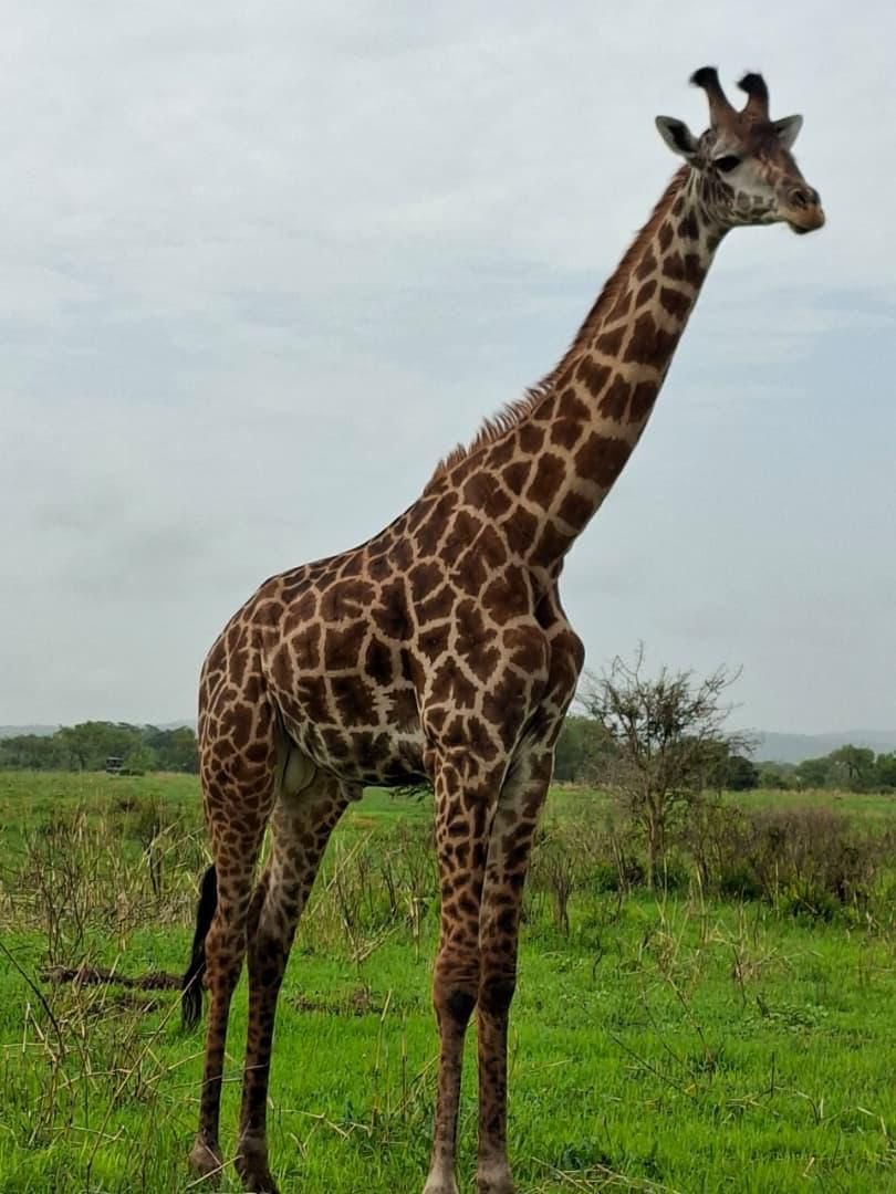 Mikumi National Park day safari from Zanzibar