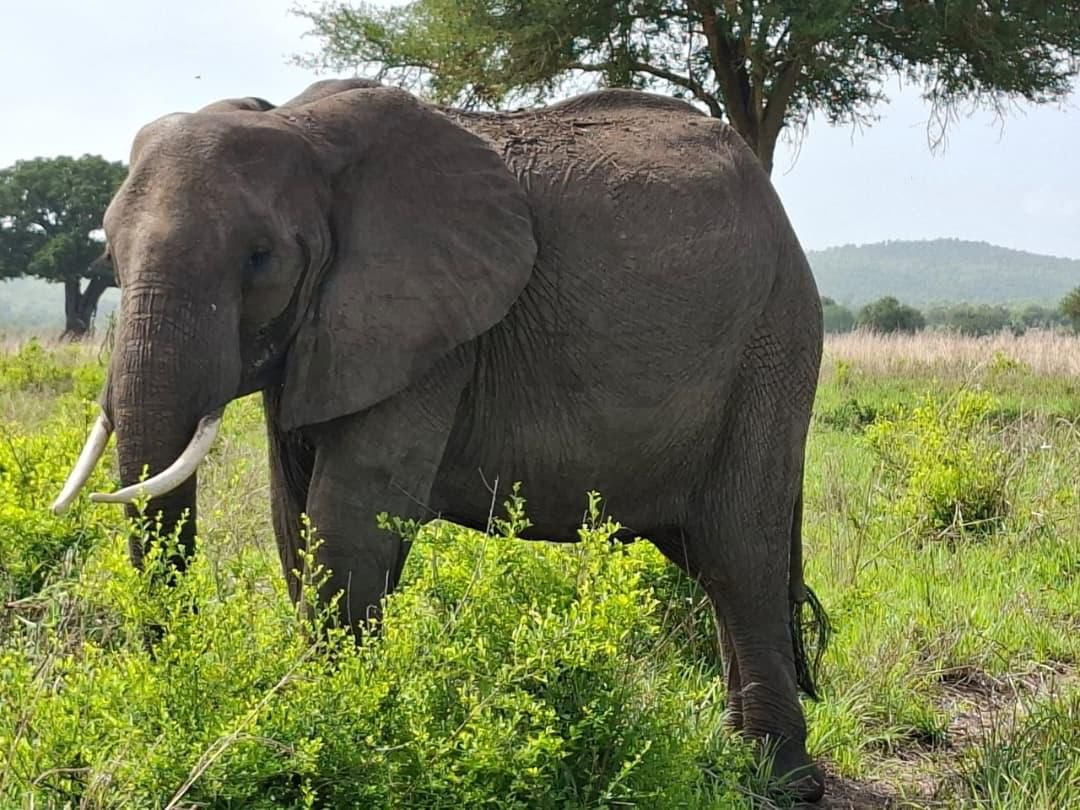 Two-day Mikumi safari from Zanzibar by train or air