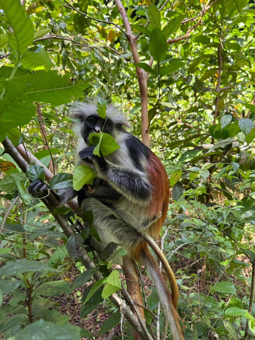Jozani Forest, Paje, The Rock and Mtende Zanzibar day trip